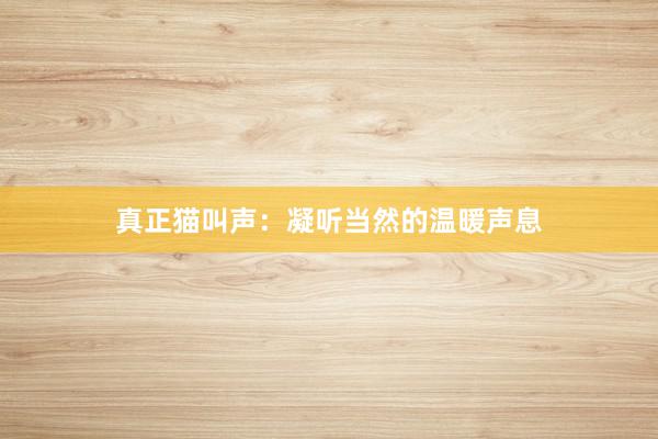 真正猫叫声：凝听当然的温暖声息